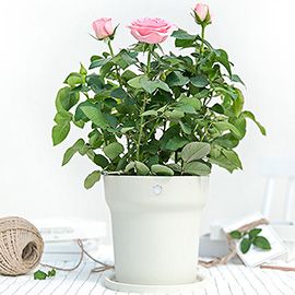 Xiaomi Huahuacaocao Smart Flower Pot - GEECR