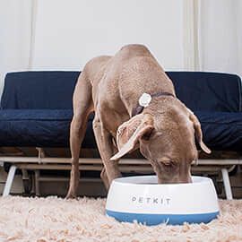 PETKIT FRESH Smart Digital Feeding Pet Bowl for Big Dogs 