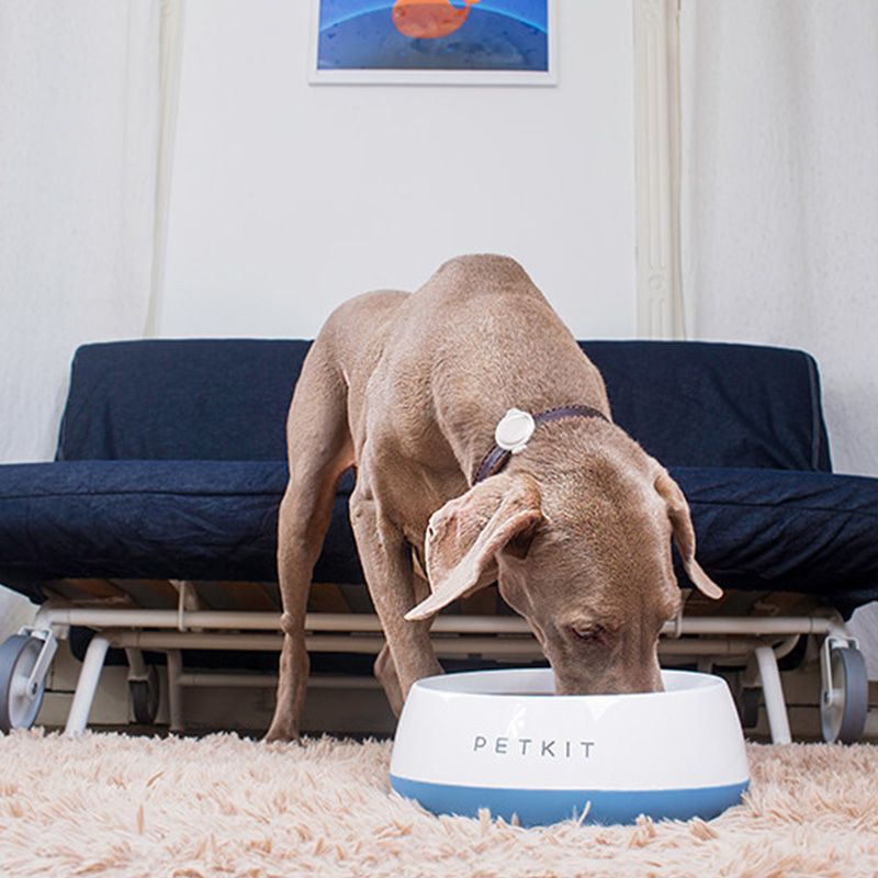 PETKIT FRESH Smart Digital Feeding Pet Bowl for Big Dogs