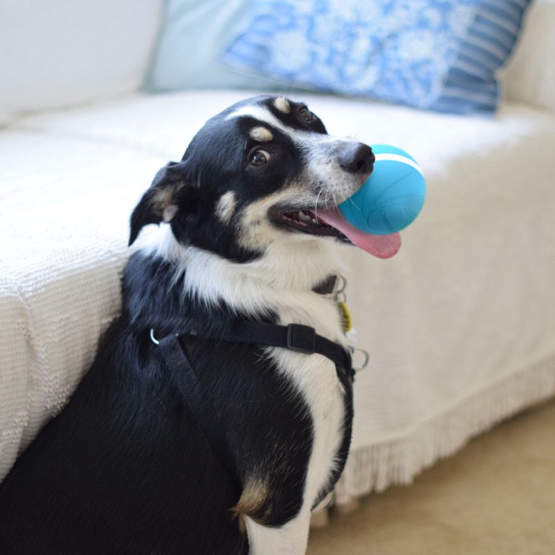 Smart Bouncing Ball for Pets/Cheerble Wicked Ball
