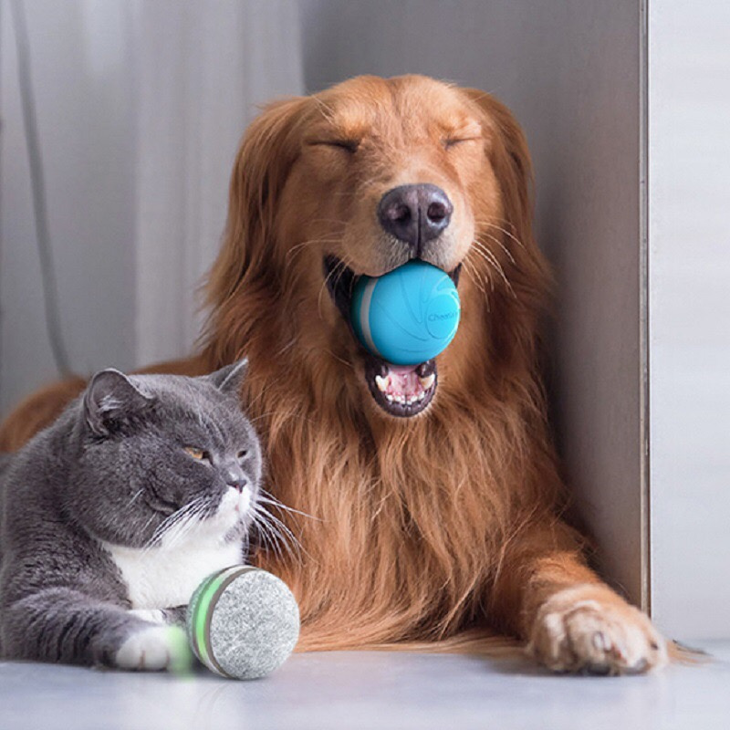 Cheerble's Wicked Ball is a smart toy that likes to play games with your dog